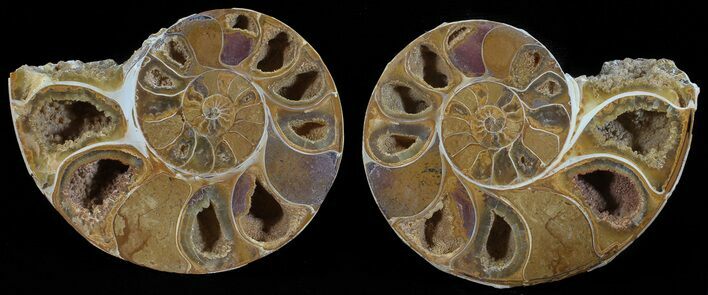 Cut & Polished, Agatized Ammonite Fossil - Jurassic #53798